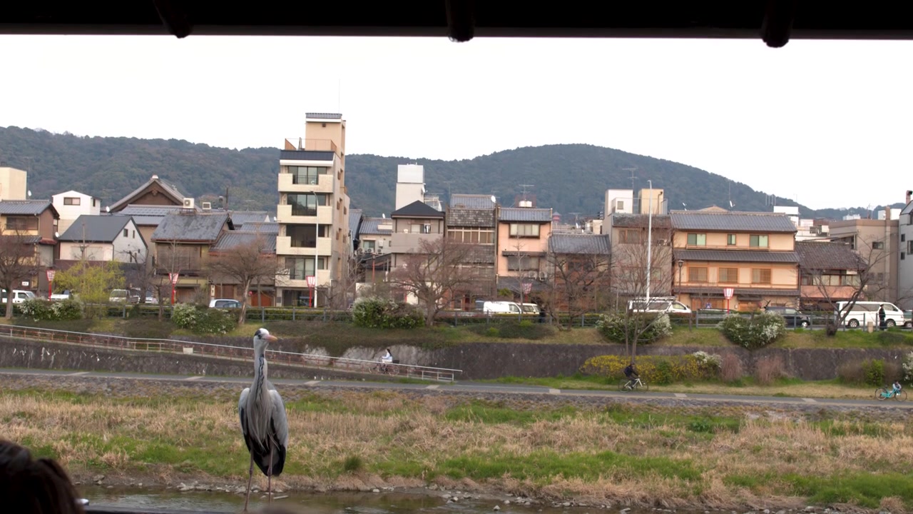 Un airone cenerino sta immobile sulla riva del fiume Kamo con lo skyline di Kyoto sullo sfondo.