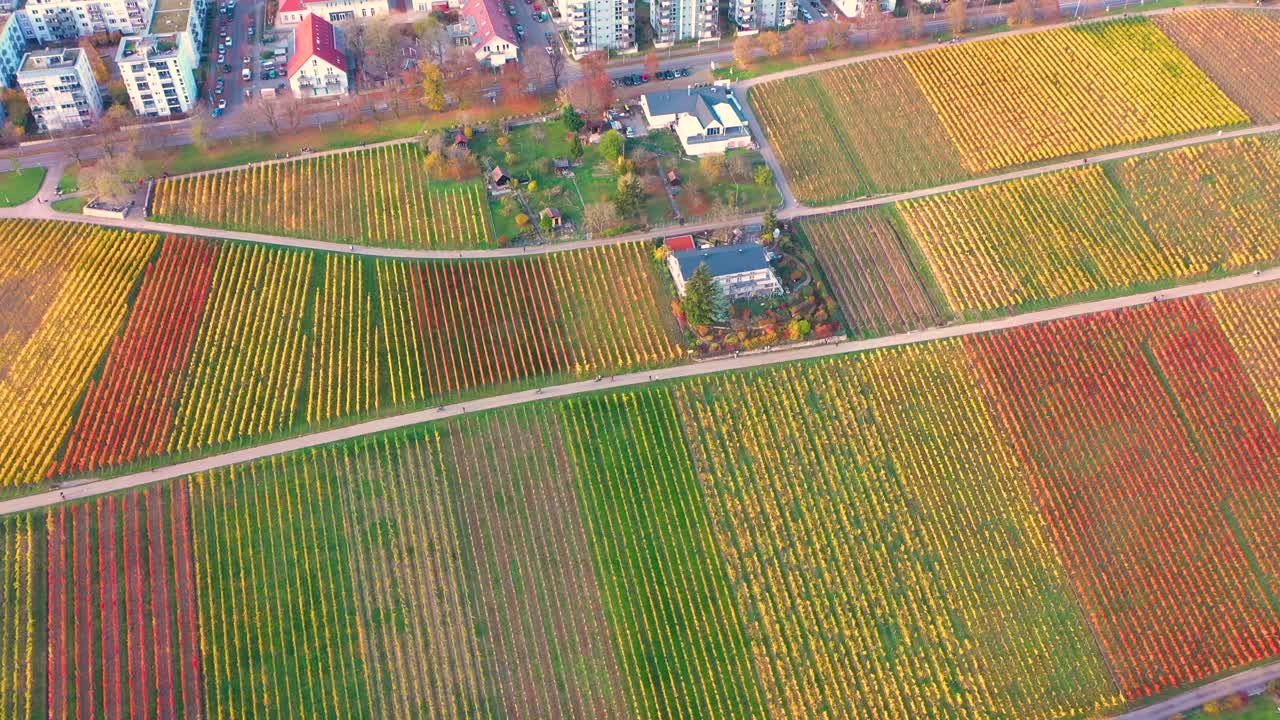 독일 슈투트가르트에서 4k의 아름다운 색상과 도시로 가을 동안 거대한 다채로운 포도원 위로 공중으로 내려갑니다.