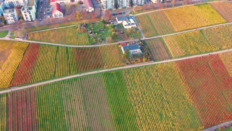 aerial descending over huge colourful vineyard during autumn with beautiful colours and city in 4k in stuttgart germany