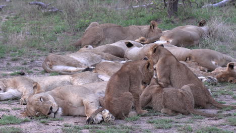 acercarse a un grupo de leones dormidos con cachorros amamantando a su madre