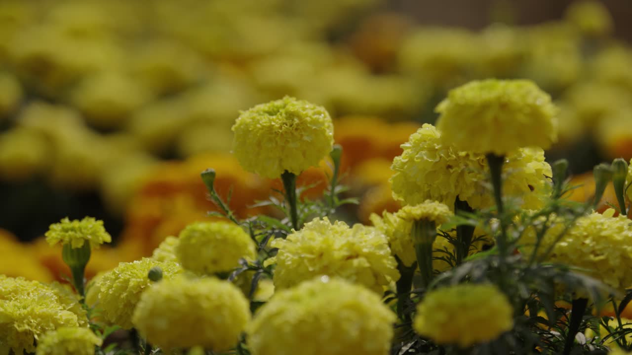 Le calendule stanno sbocciando in giardino