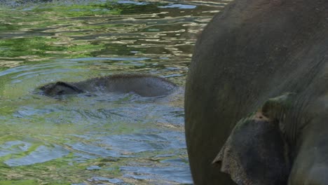 Baby-elephant-takes-a-bath-with-mother,-warm-and-sunny-day-in-the-jungle,-RED-4K