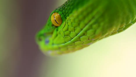 the white-lipped pit viper is a venomous pit viper endemic to southeast asia and is often found during the night waiting on a branch or limb of a tree near a body of water with plenty of food items