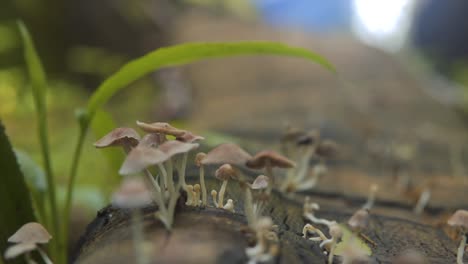 Ground-Shot-Over-Magnificent-Wild-Mushrooms-Blooming-On-Tree-Log