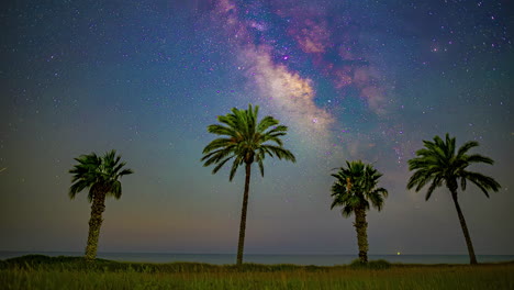 Palmeras-Tropicales-Con-Cielo-Nocturno-Estrellado-Y-Estrellas-Fugaces