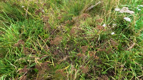 lush green grasses and white wildflowers sway gently in queenstown natural landscape, captured in natural daylight