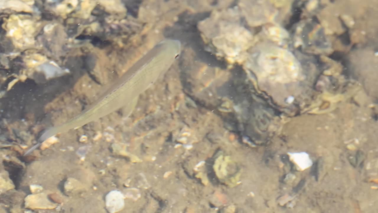 Watch small fish swim over a rocky riverbed, surrounded by pebbles and aquatic debris.