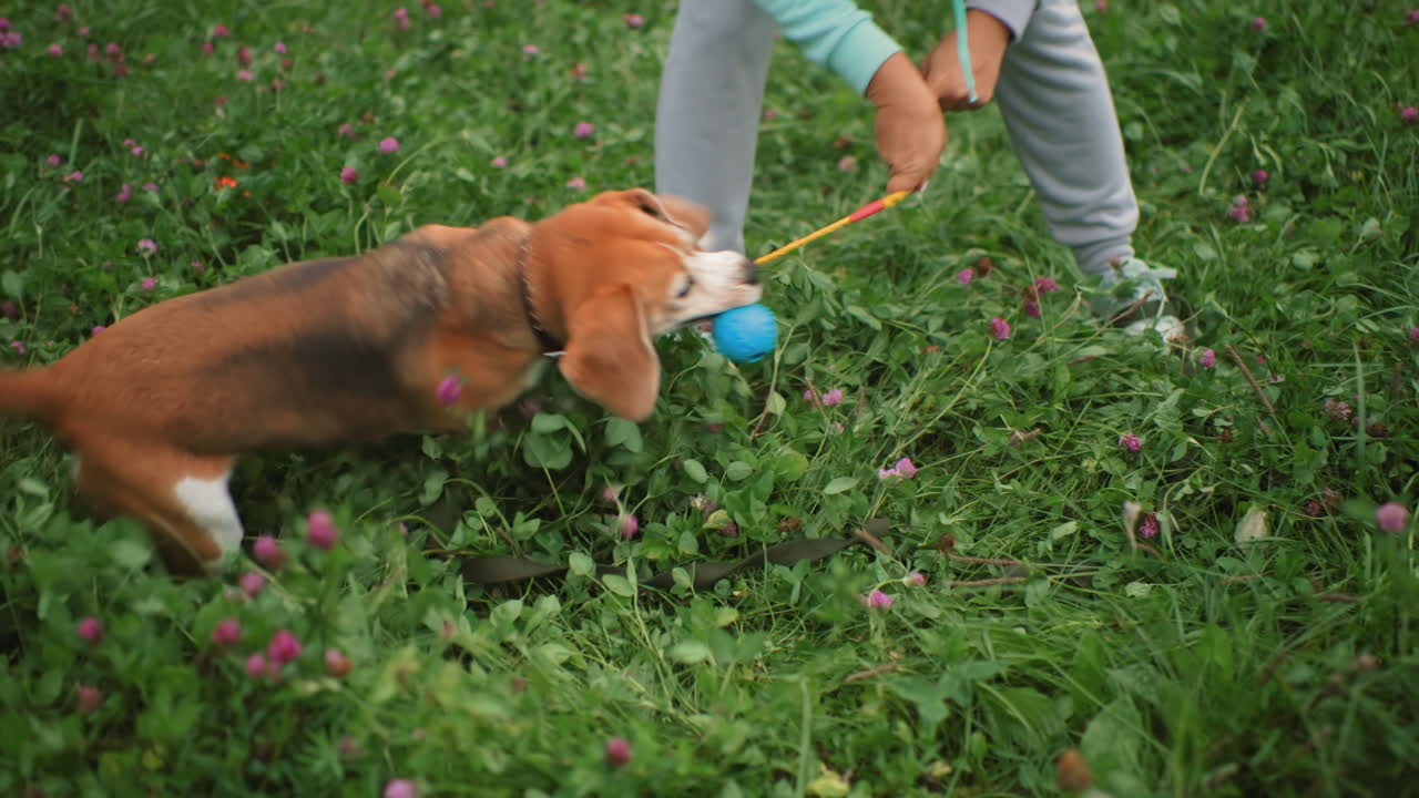 Canine specialist using rope tied to rubber ball grabbed by pet dog with teeth as dog playfully spins around on lush green field scattered with purple flowers during lively outdoor training session