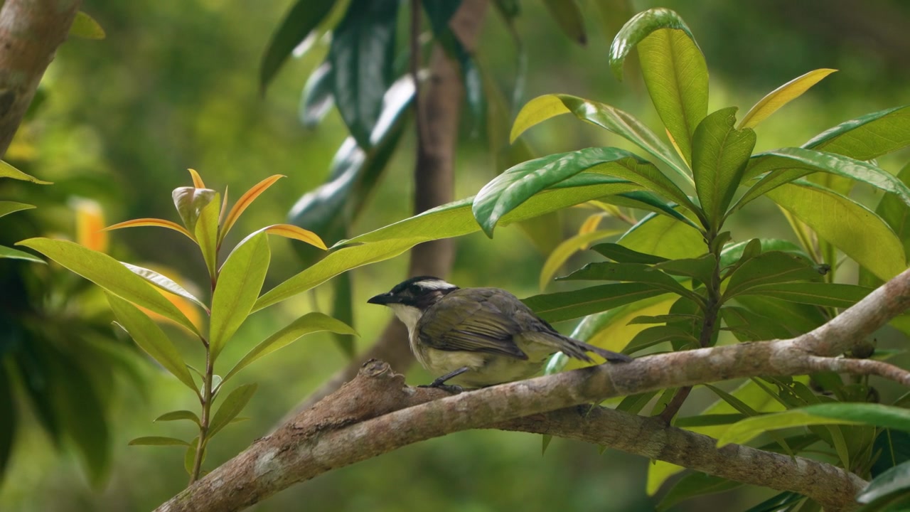 Kinesisk bulbul-fugl sidder og flyver fra gren i tropisk Hong Kong Park Garden.