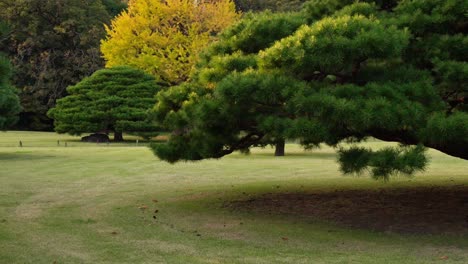a serene japanese garden featuring neatly manicured pine trees and a ginkgo tree in the background.
