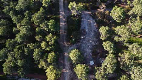 aerial view flying over pine tree forest plantation in gnangara, perth, western australia