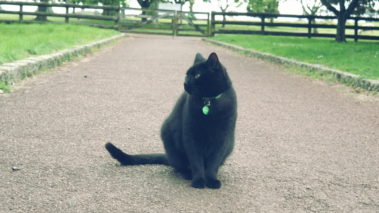 кот без трусов