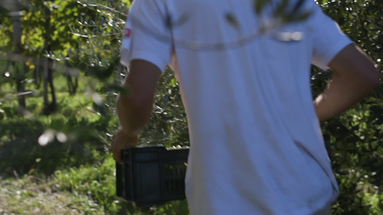 Man Harvesting in a Vineyard