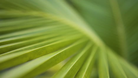 macro cierre de hoja de palmera de coco