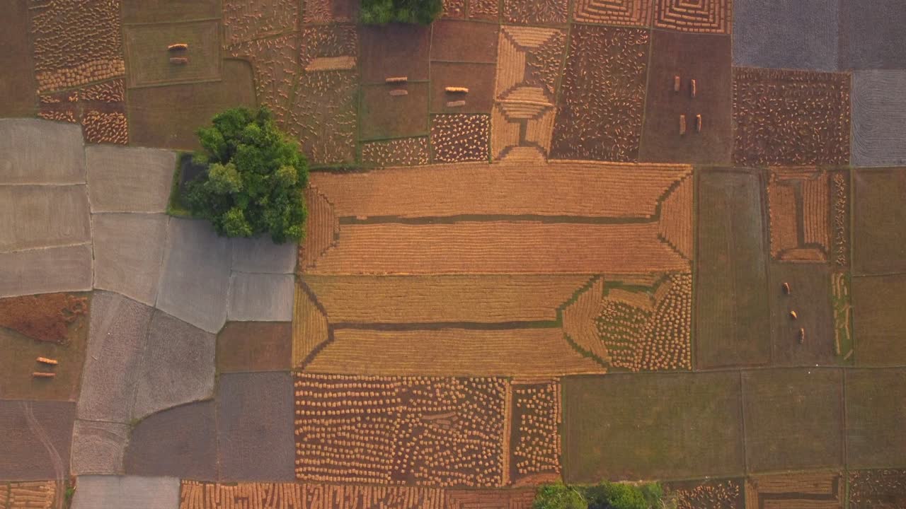 Large fields of rice paddy agricultural fields with freshly harvested rice stacks, West Bengal, Southeast Asia, Drone view