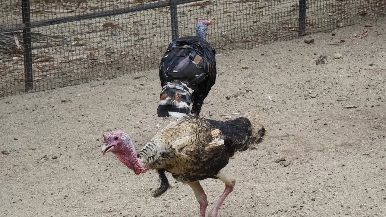 dos pavos en un recinto del zoológico