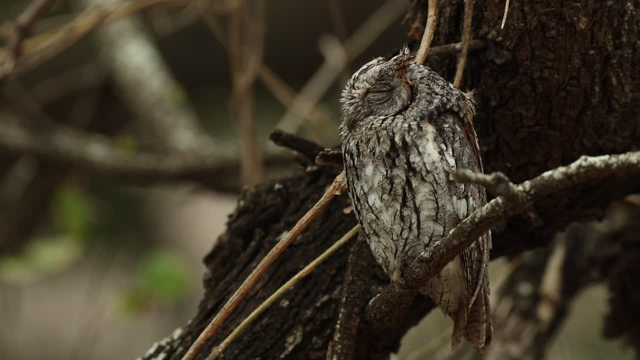 A little scops-owl sleeping while perched on a branch during a windy day, Kruger National Park.