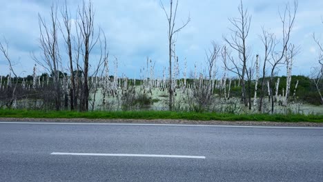 a scenic view of a tranquil wetland with leafless trees and a roadside, captured in two frames highlighting nature's stillness and beauty