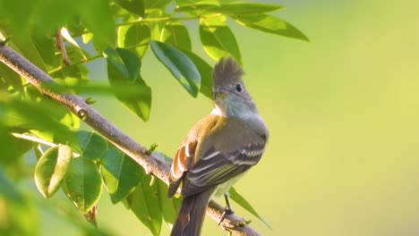 un colibrí salvaje actuando de manera graciosa, primer plano del bosque subtropical de américa del sur en colombia