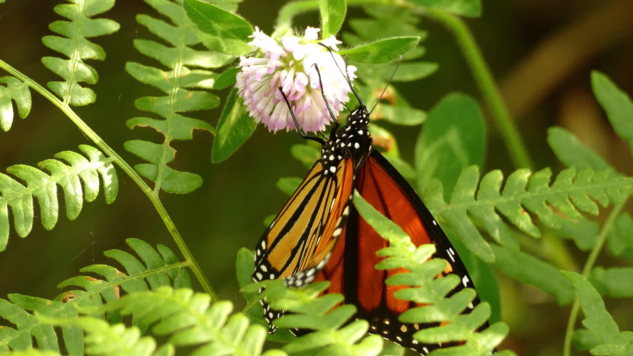 el sol brilla sobre esta mariposa monarca sentada en una planta verde