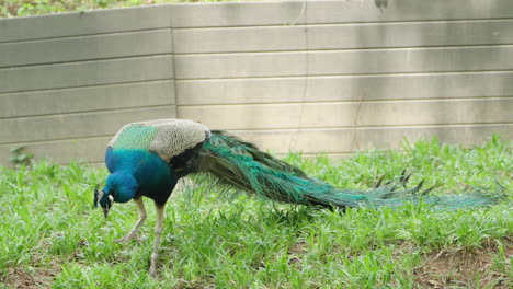 Groß-Und-Schlank-Mit-Einem-Langen-Federschwanz,-Männlicher-Pfau-In-Einem-Park