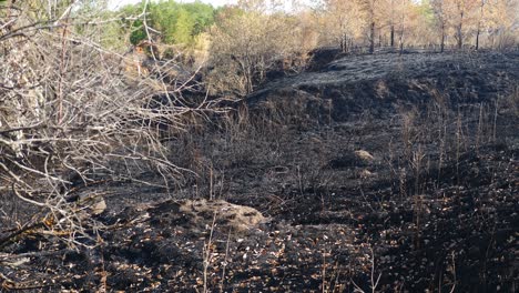 burnt bushes and scorched earth after forest fire. ecological disaster. dead earth in meadow. trees in forest after it got burned. blaze. black charred branches and shadows. climate change and crisis. 4 k video