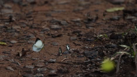 various butterflies interacting on damp soil