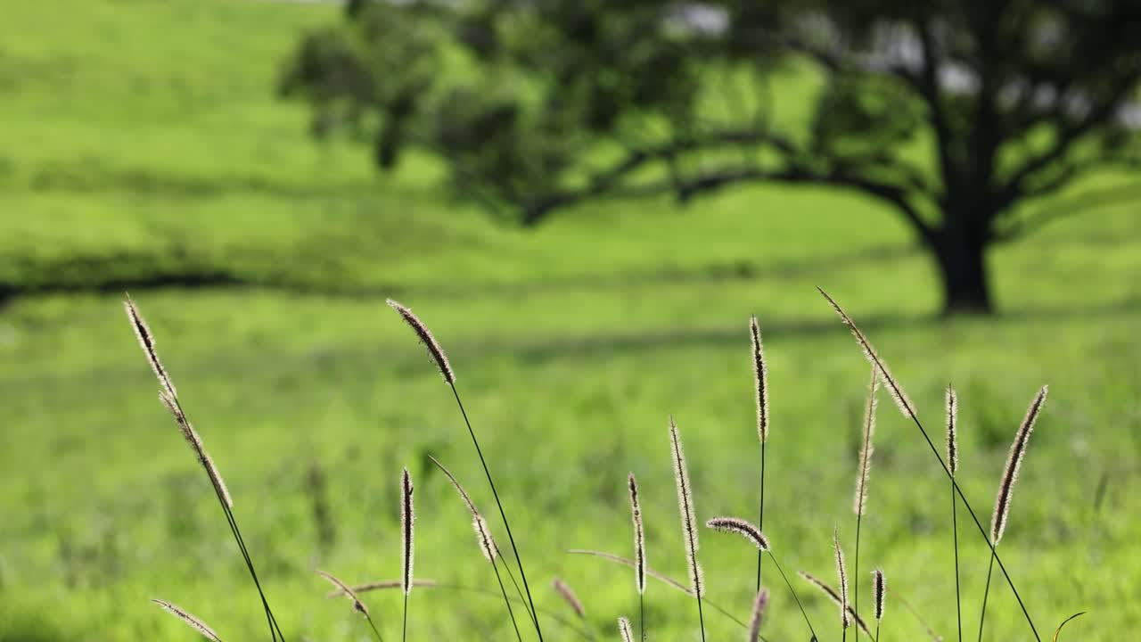 Foxtail grass sways gently in a sunlit field with a distant tree, creating a tranquil, natural scene