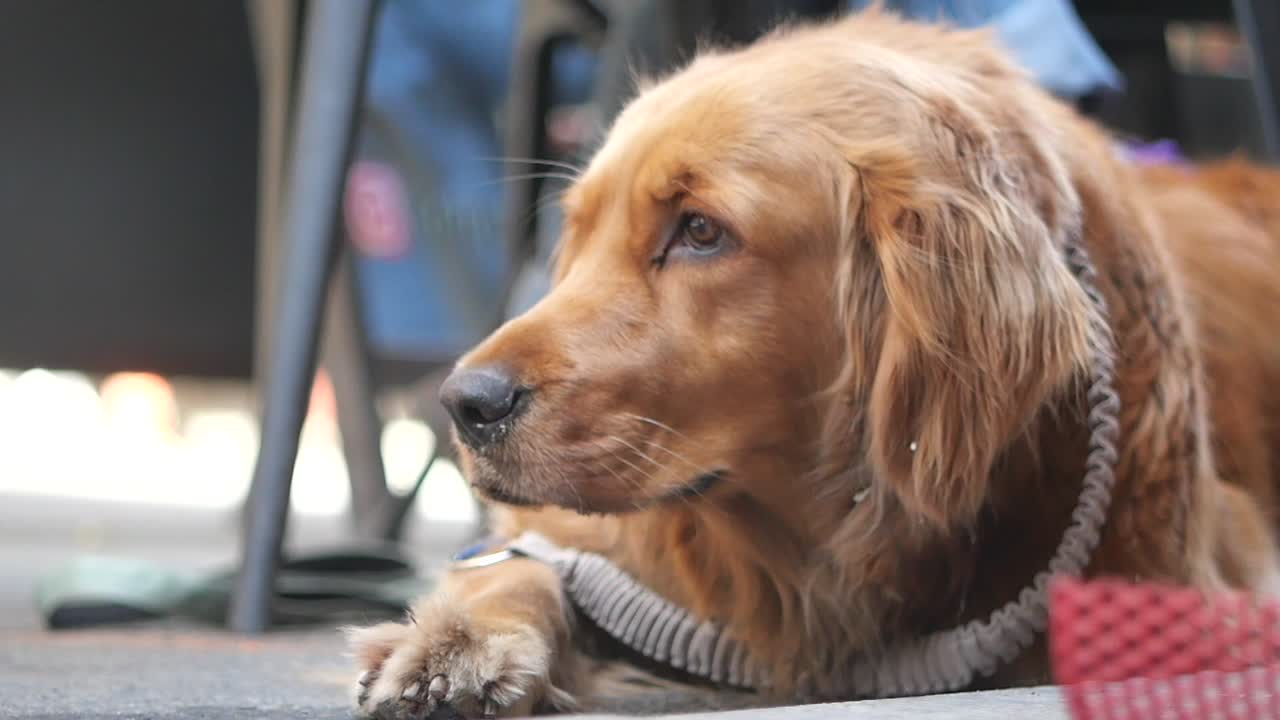 골든 리트리버가 누워있어요