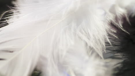 Close-up-pan-across-soft,-silky,-black-and-white-bird-feathers