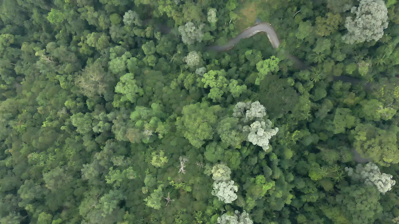 muchos tonos de verde en línea recta hacia abajo sobrevuelo aéreo de la carretera del bosque