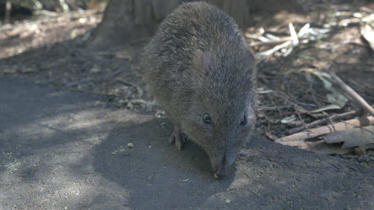 Closeup following a bandicoot hopping on the group
