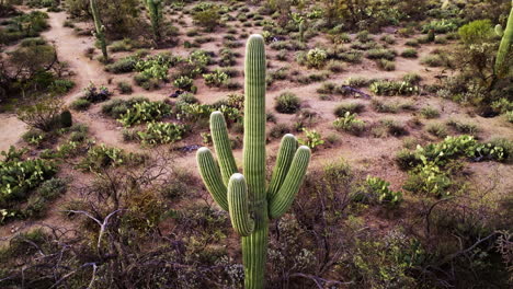 drone footage panning around saguaro cactus