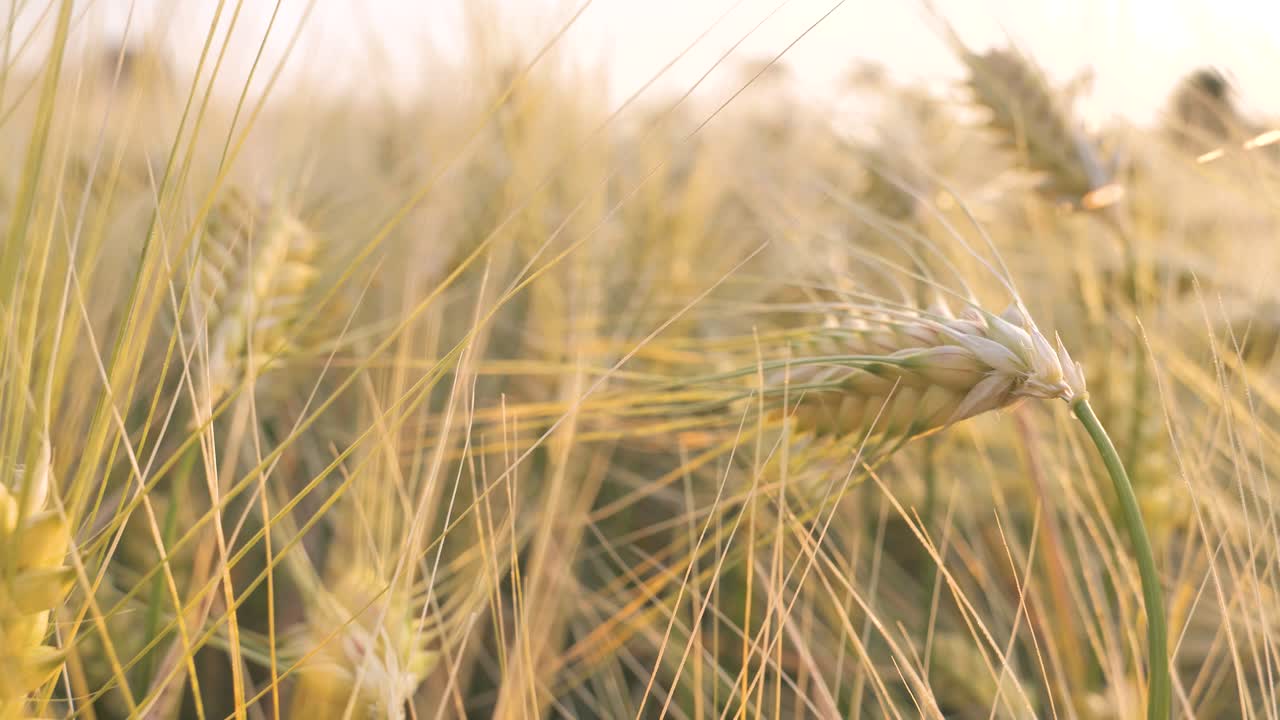 Rye sways in the wind at sunset