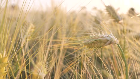 rye sways in the wind at sunset