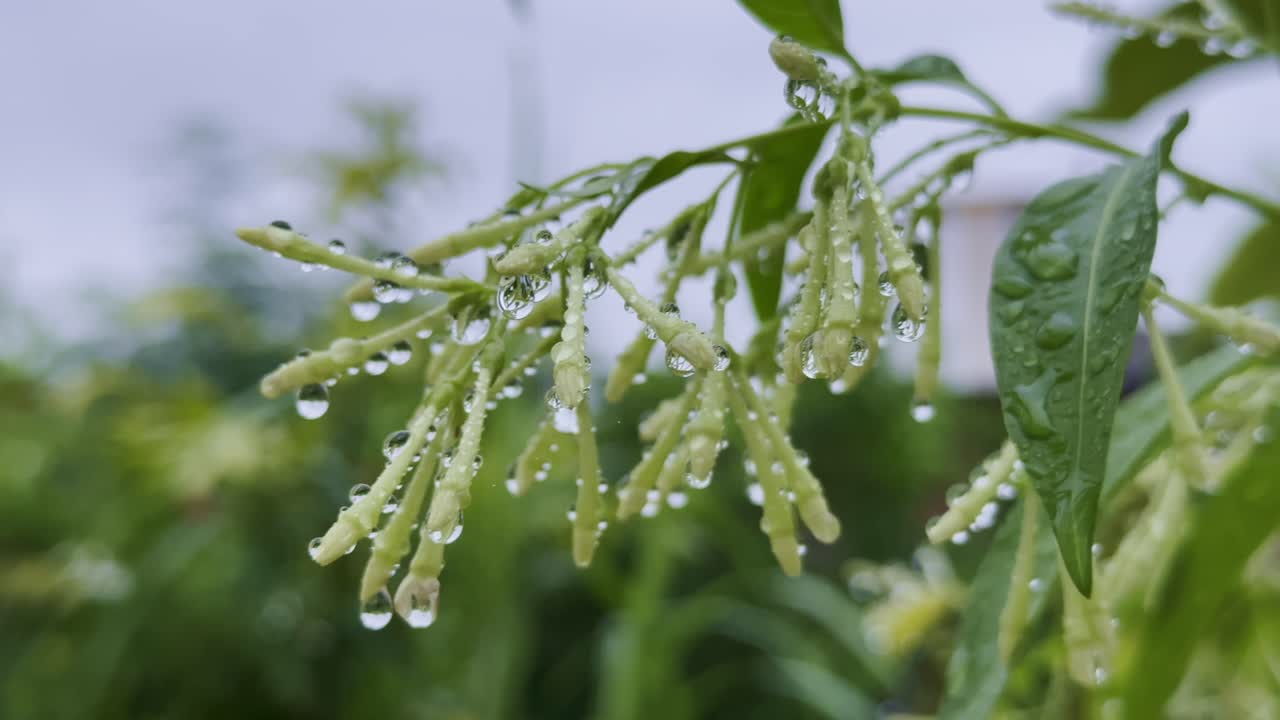 extreme close-up macro shot capturing the serene beauty of the Night-blooming Jasmine (Cestrum nocturnum) adorned with glistening water droplets from the recent rain or dews