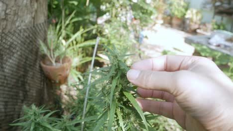 hand-holding-Hemp-bud-plant