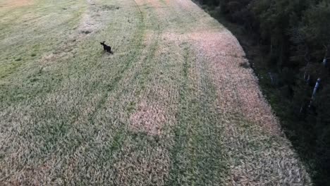 static panning drone footage of moose buck running away over a barley field next to dark forest during sunset in alberta prairies