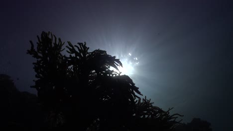 Silueta-De-Un-Coral-Blando-Al-Atardecer-Con-Poca-Luz-Proveniente-De-La-Superficie-Del-Océano-Al-Atardecer