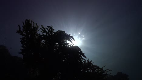 silueta de un coral blando al atardecer con poca luz proveniente de la superficie del océano al atardecer