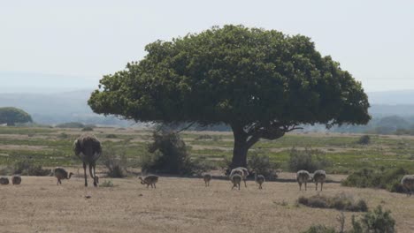 high definition wide shot of ostrich eating with her chicks around african tree