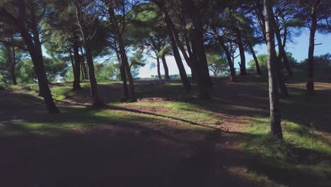 bosque oscuro árboles y rayos de sol