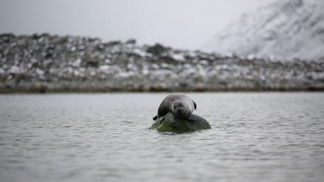 Foca-De-Puerto-Solitario-Sobre-Una-Roca-Mirando-A-Su-Alrededor