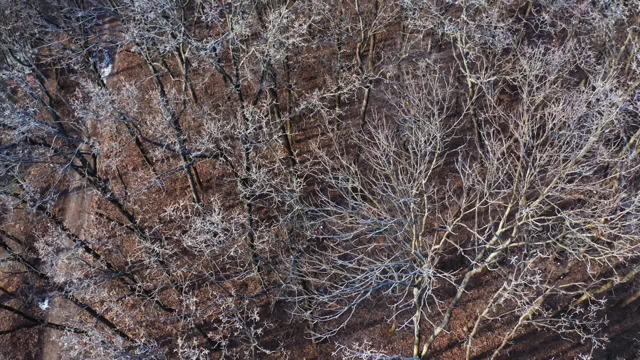 Winter landscape in the forest. Top down view of the forest in winter