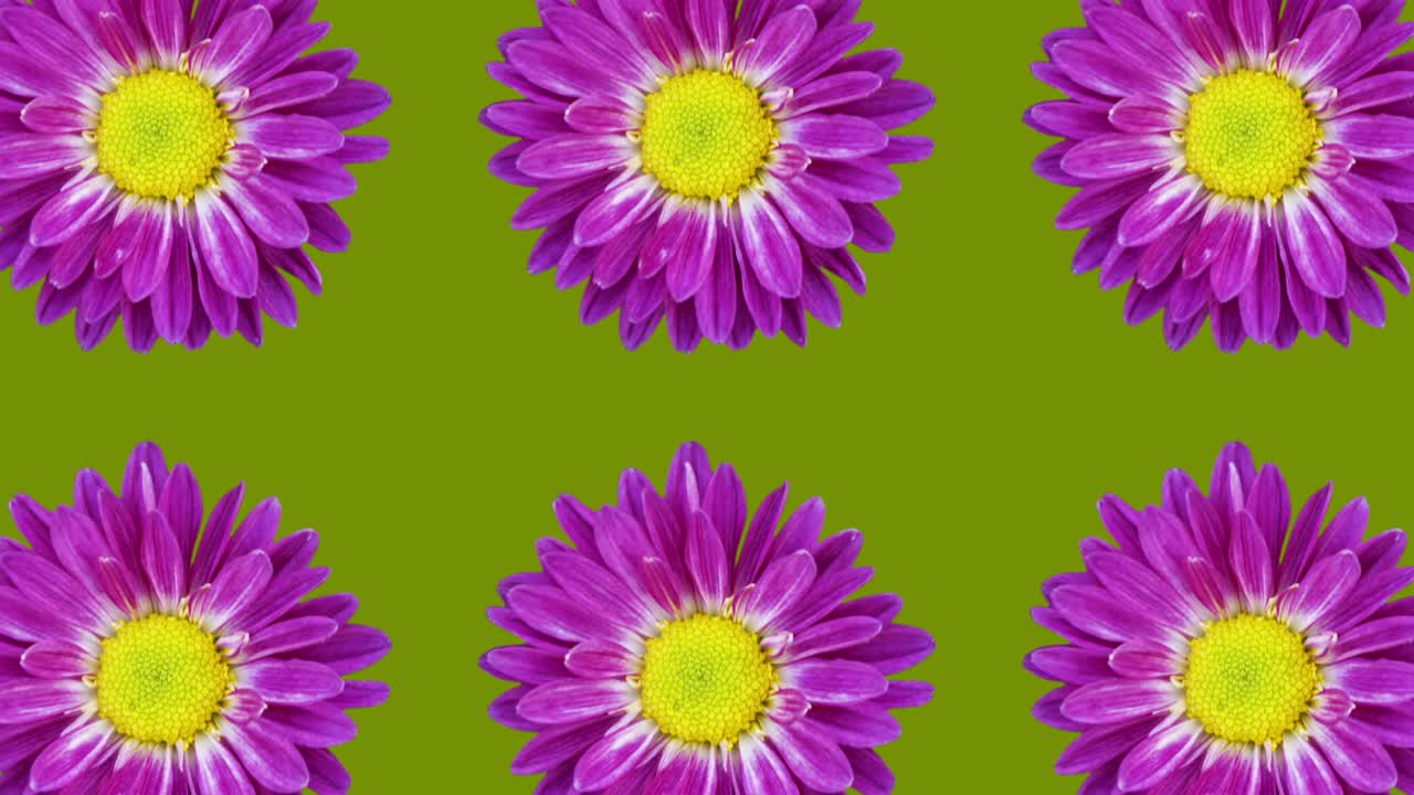 patrón de crisantemo violeta en un fondo verde. gráficos de movimiento simples animación floral