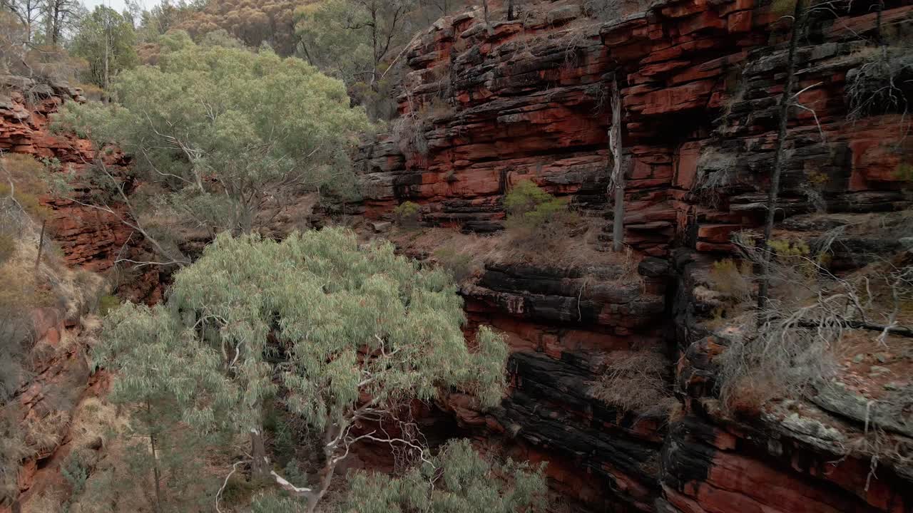 Alligator Gorge drone view of river gum tree canopy and red rock cliff face, Mount Remarkable National Park, South Australia