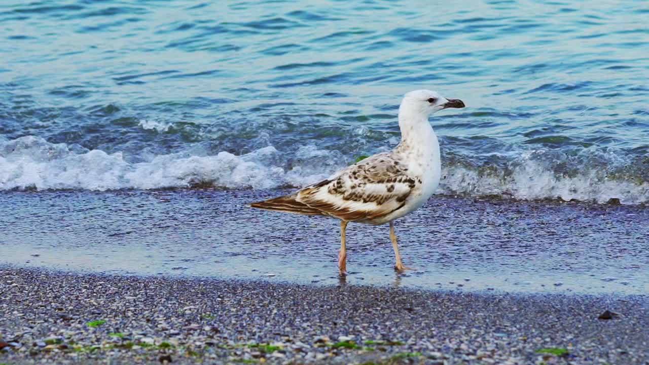 Beautiful white seagull walking on the shore against natural blue water background. Bird gull going slowly on the beach and looking around. Close-up