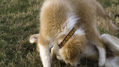 adorable anatolian pyrenees puppies playing in the meadow