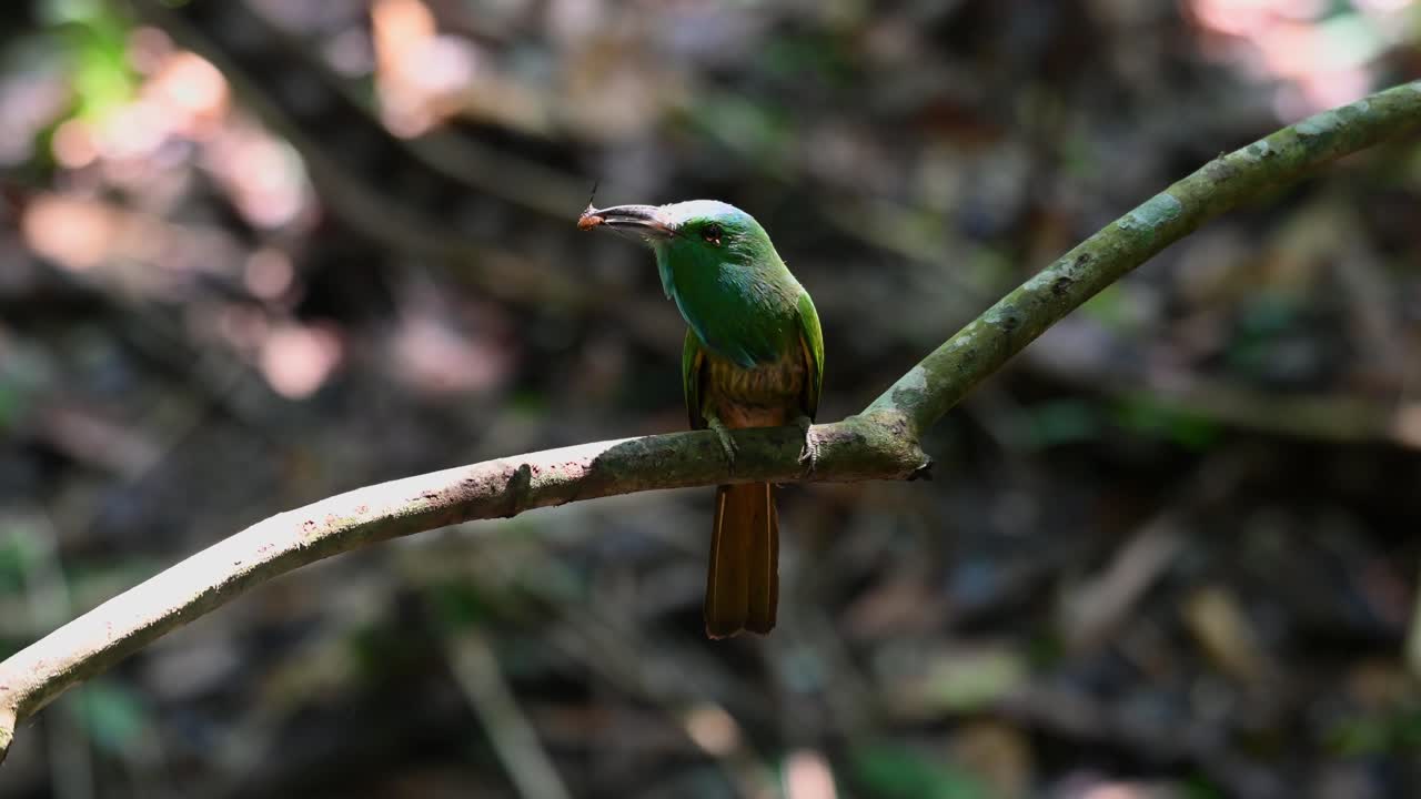 음식을 입에 넣고  ⁇ 리를 흔들며 새끼를 낳기 위해 날아갑니다. 파란 수염의  ⁇ 벌잡이 닉티오니스 아테르토니, 태국