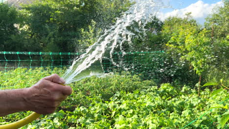 male hand holding the yellow water hose up. farmer is watering his vegetable orchard on sunny day.